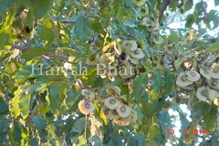 Pterocarpus marsupium var. acuminata